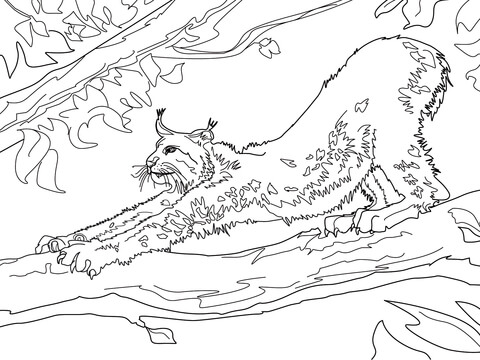 Stretching Canada Lynx Coloring Page